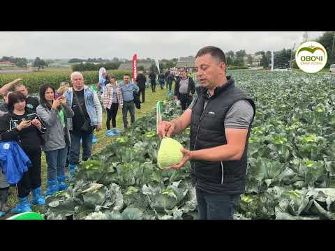 Видео: Середньопізня капуста для переробки та зберігання 🌱 Огляд з поля | Овочі. Смак успіху