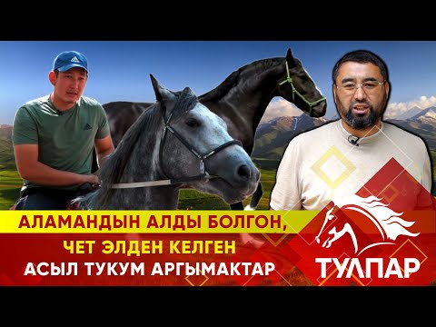 Видео: Аламандын алды болгон, чет элден келген асыл тукум аргымактар // ТУЛПАР