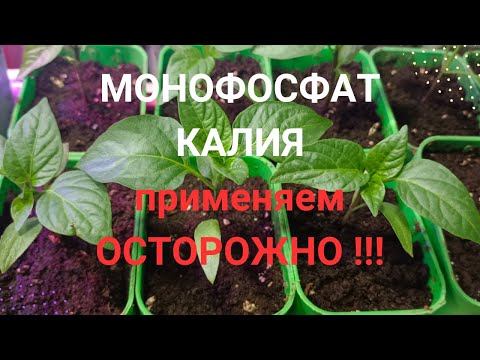 Видео: Опасности применения монофосфата калия для рассады!