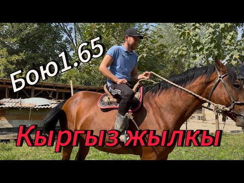 Видео: Кыргыз жылкы бою1.65 тел:+996-779-251-038