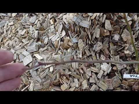 Видео: Состояние и обрезка голубики после заморозков (-7) апреля 2025 года