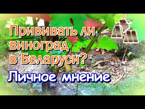 Видео: 🍇 Стоит ли прививать виноград в Беларуси? Мое отношение к прививкам винограда