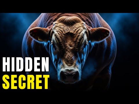 Видео: Откорм скота пшеницей: секреты фермеров для быстрого прироста массы