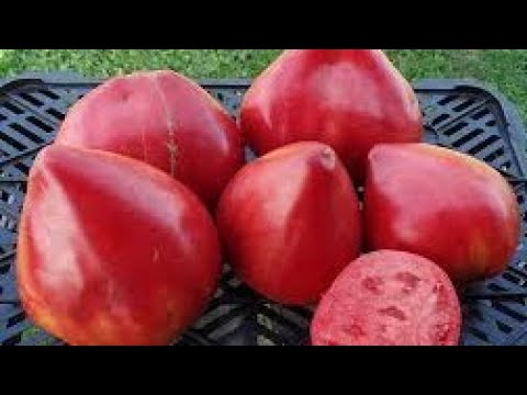 Видео: Пикирую томаты - надёжный способ!