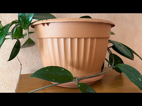 Видео: Цветонос или нет у хойи