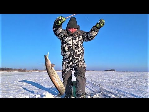 Видео: Щука сошла с ума!