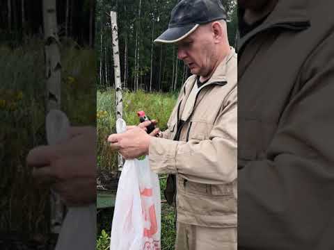 Видео: картофель в ведрах. эксперимент. ч. 3. Уника и Сарпо мира 07.08.2021