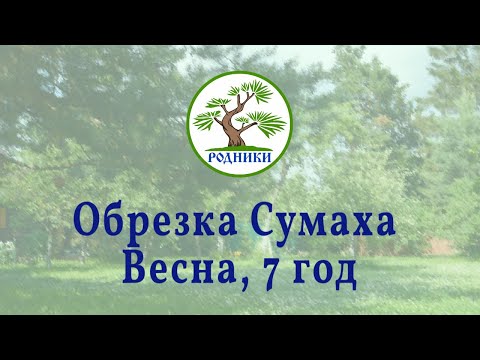 Видео: Весенняя обрезка Сумаха. 2022.03