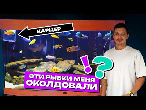 Видео: Аквариум с цихлидами: полный разбор — техника, корм, проблемы! Сколько стоит цихлидник в Германии?