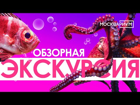 Видео: Обзорная экскурсия по всей экспозиции Аквариума!