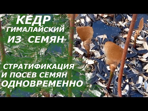 Видео: Кедр гималайский из семян. Стратификация и посев - ОДНОВРЕМЕННО