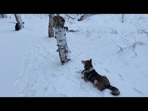 Видео: ОХОТА НА БОБРА, КАПКАННЫЙ ПРОМЫСЕЛ, ПЕРВЫЙ ТРОФЕЙ!
