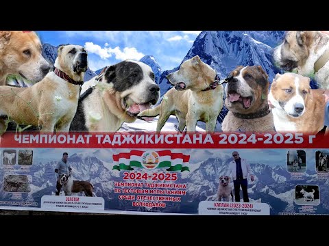 Видео: ЧЕМПИОНАТ ТАДЖИКИСТАНА 2024-2025г