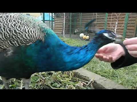Видео: Кормление павлинов в неволе