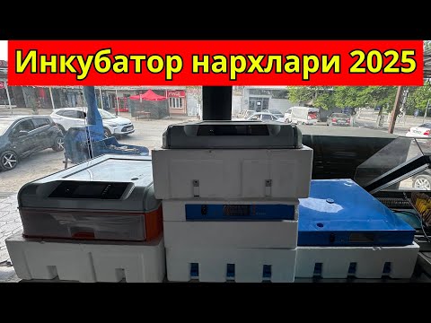 Видео: 2025 да инкубатор нархлари қанча? Батафсил шарҳ #инкубатор #нархлари