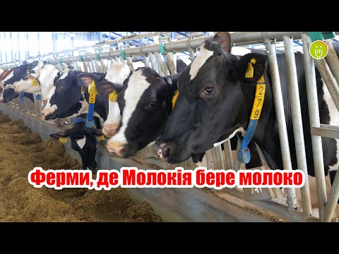 Видео: Ферми, де Молокія бере молоко