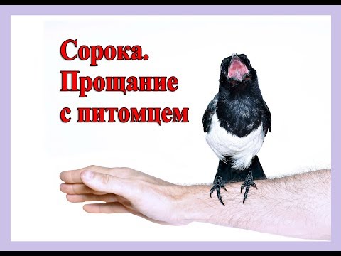 Видео: Сорока. Прощание с питомцем