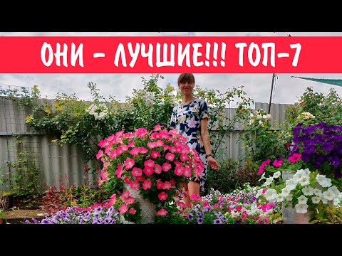 Видео: Посадите эти петунии!!! Топ 7 лучших ампельный, кустовых многоцветковых и крупноцветковых петуний