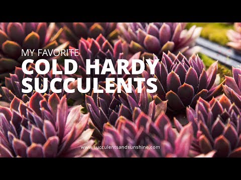 Видео: Холодостойкие сорта суккулентов
