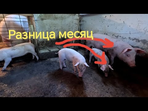 Видео: Отбил последних 🐷🐷🐷 дрищеватые 😱 буду 👊 усиленно стартовать