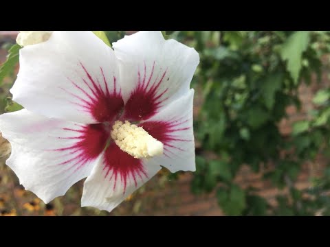 Видео: ГИБИСКУС СИРИЙСКИЙ.  ОСЕННЯЯ ПЕРЕСАДКА.