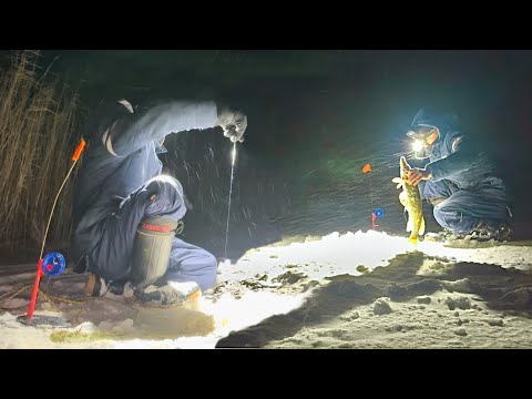 Видео: ЗАЛЕЗ НОЧЬЮ В КАМЫШИ И БЫЛ В ШОКЕ!!! Просто ДИЧЬ в этих дебрях! Первый лед на жерлицах 2024.