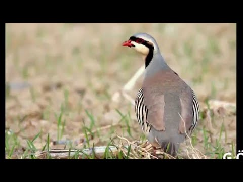 Видео: Модкабк | Садои модкабк | овози модкабк