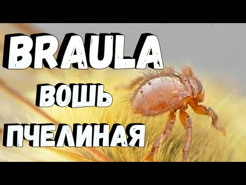 Видео: Вошь пчелиная БРАУЛА / Браулёз пчёл