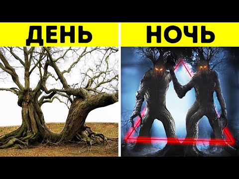 Видео: Ученые не могут объяснить феномен этого жуткого леса