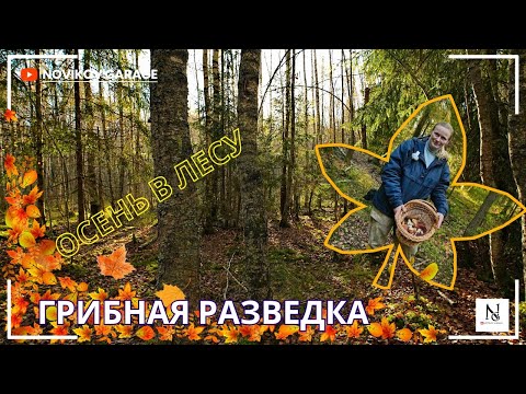 Видео: Грибная разведка 09 октября 2025. Всеволожский район.