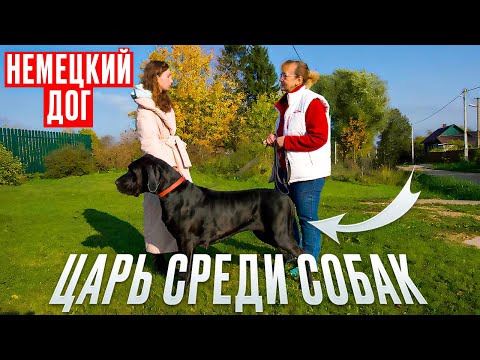 Видео: Немецкий дог: царь среди собак. Все про породу.