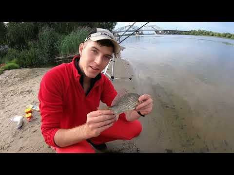 Видео: Улётная рыбалка в Киеве / Попали на клёв / Фидерная ловля на Днепре