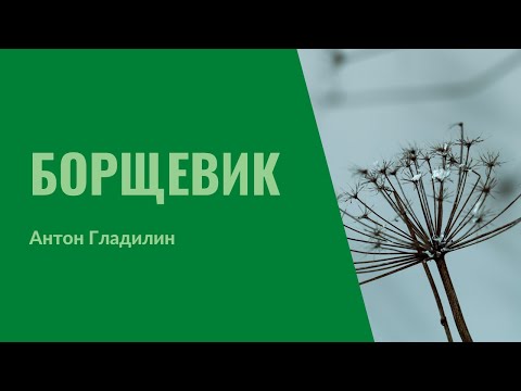 Видео: 22. Борщевик