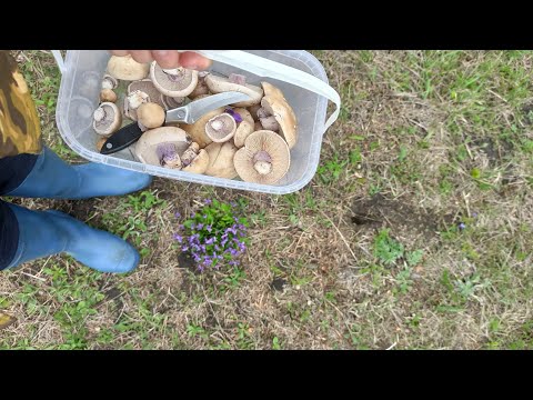 Видео: Весенние грибы пошли 2023/Ставрополь/Рецепт маринованных грибов/Синяяножка2023/Рядовка лиловоногая