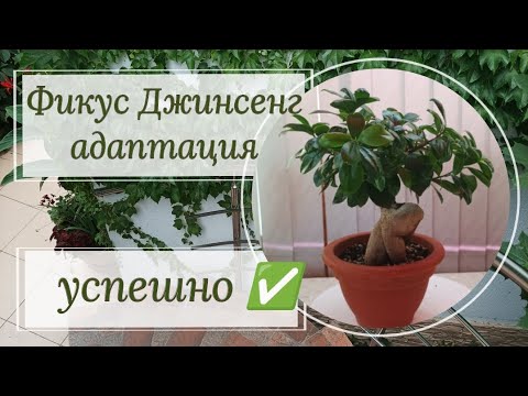 Видео: Успешная адаптация фикуса Джинсенг.