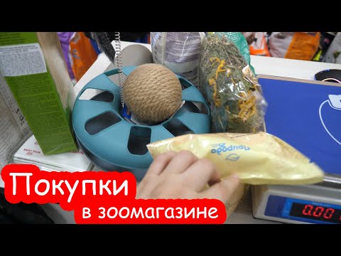 Видео: VLOG Мы вернулись с зоомагазина не одни