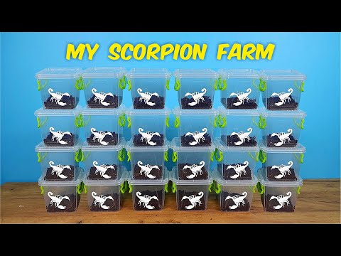 Видео: Моя скорпионовая ферма! Зачем мне столько скорпионов? 🦂🦂🦂