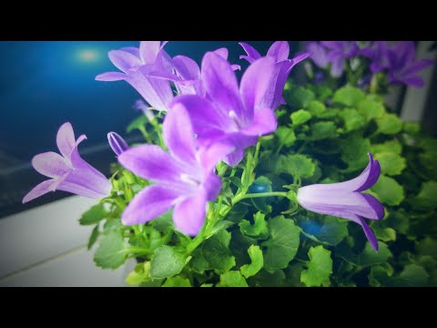 Видео: Мои кампанулы, 1 часть. Кампанула Портеншлага.