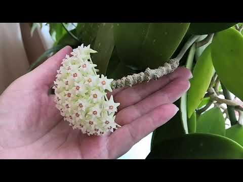 Видео: Три хойи на южном окне. Хойя Акута (Acuta) опять цветёт🌼