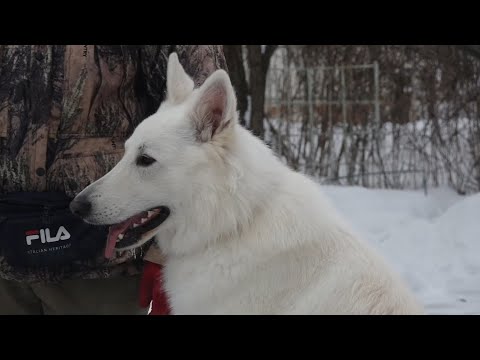 Видео: Догтренинг 606. Зачётная белая швейцарская овчарка Маршал. Итоги курса коррекции.