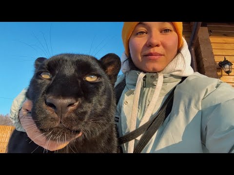 Видео: Что за стройка у пантеры Луны?🤔