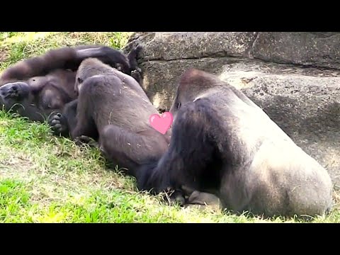 Видео: Горилла 🦍Диего помогает Таяри избавиться от насекомых — вот настоящая любовь в действии 😆❤️Диего ...