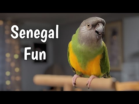Видео: День из жизни сенегальского попугая