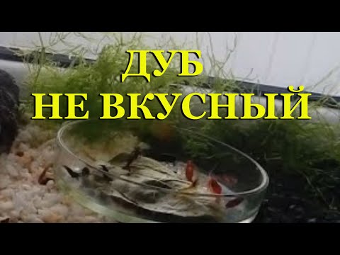 Видео: Листья дуба не самые вкусные!!! Какими листьями я кормлю креветок. (часть 1)