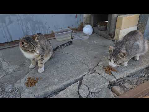 Видео: Стасёк и котики #31.