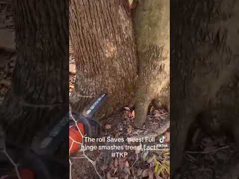 Видео: Рулон спасает деревья! Вот доказательство! #дуэт #дерево #попробуйвмаленькомгороде