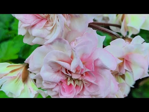 Видео: Почему сорта покидают мою коллекцию. 