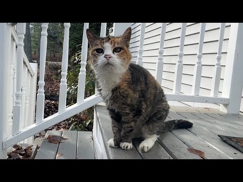 Видео: Мисс Маффи исчезает 😲 Приключения на свежем воздухе с очень пожилой кошкой