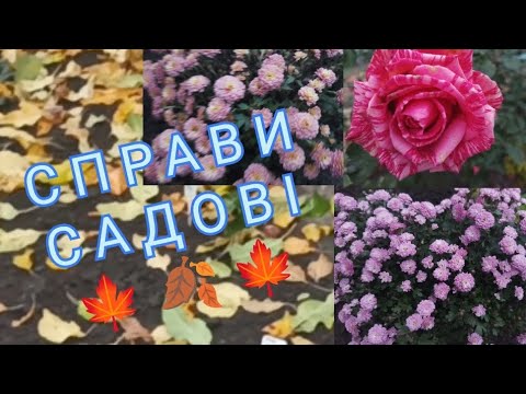 Видео: 🍁🍂🍁Пересадка рослин. Прибираю територію.🍂🍁🍂 #садівництво 
