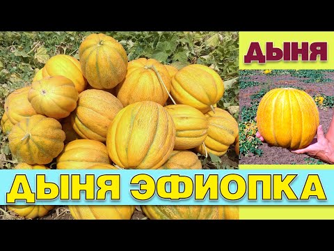 Видео: ДЫНЯ ЭФИОПКА - САМООПЫЛЯЕМЫЙ СРЕДНЕРАННИЙ ЗАСУХОУСТОЙЧИВЫЙ С ЯРКИМ АРОМАТОМ СОРТ